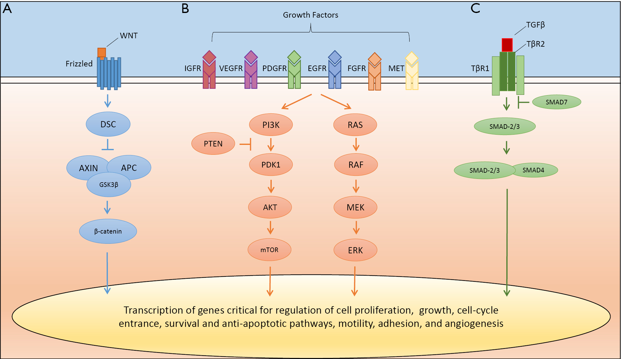Pi3k Akt Mtor Pathway In Angiogenesis Diet